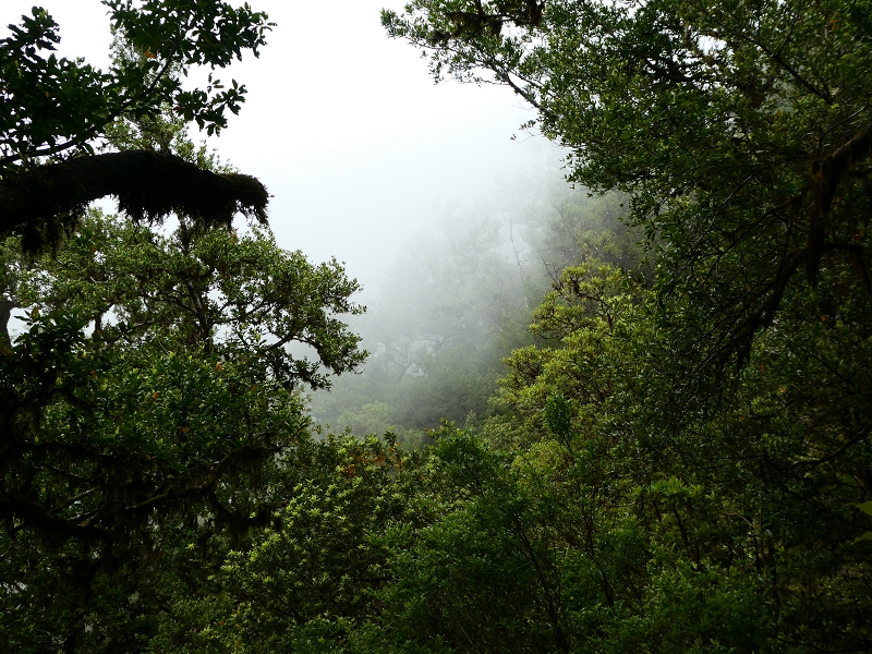 11 July 2018 From the Fanal road via Relvinha to the Levada do Seixal and ascent via the Levada do Norte to Paul da Serra — Relvinha descent — photo 10