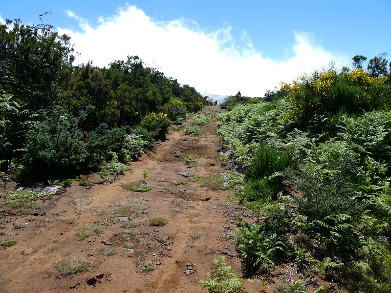 11 July 2018 From the Fanal road via Relvinha to the Levada do Seixal and ascent via the Levada do Norte to Paul da Serra — Ascent to Paul da Serra — photo 4