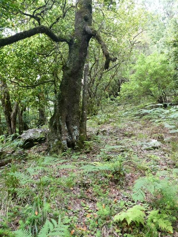 11 July 2018 From the Fanal road via Relvinha to the Levada do Seixal and ascent via the Levada do Norte to Paul da Serra — Relvinha descent — photo 11
