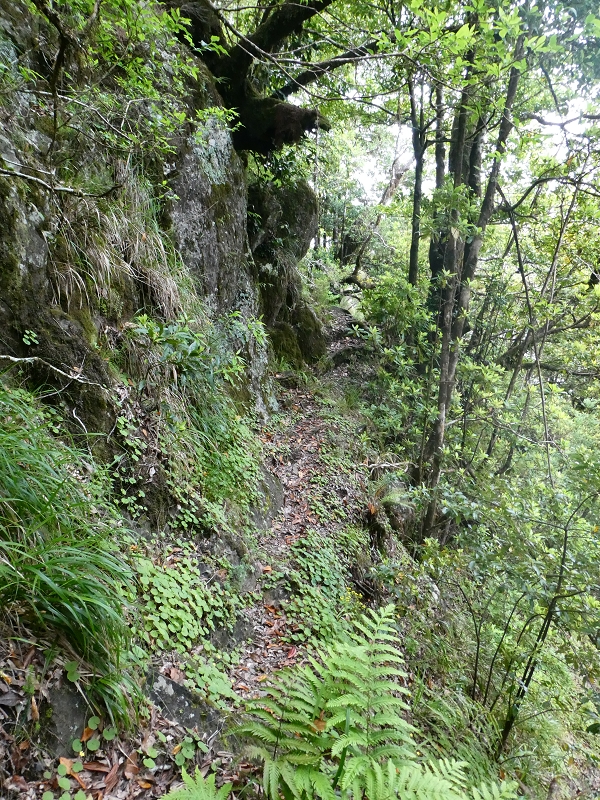 11 July 2018 From the Fanal road via Relvinha to the Levada do Seixal and ascent via the Levada do Norte to Paul da Serra — Relvinha descent — photo 12