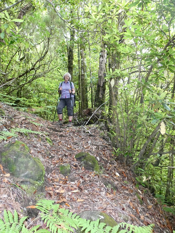 11 July 2018 From the Fanal road via Relvinha to the Levada do Seixal and ascent via the Levada do Norte to Paul da Serra — Relvinha descent — photo 14
