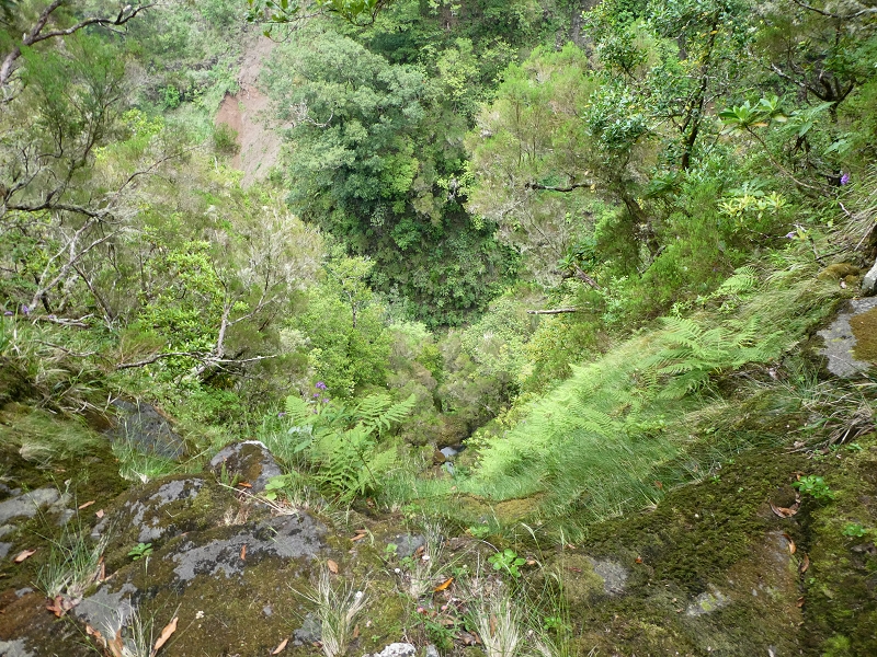 11 July 2018 From the Fanal road via Relvinha to the Levada do Seixal and ascent via the Levada do Norte to Paul da Serra — Relvinha descent — photo 15