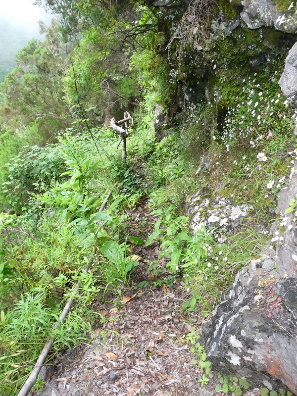 11 July 2018 From the Fanal road via Relvinha to the Levada do Seixal and ascent via the Levada do Norte to Paul da Serra — The crux — photo 1