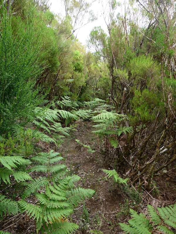 11 July 2018 From the Fanal road via Relvinha to the Levada do Seixal and ascent via the Levada do Norte to Paul da Serra — Relvinha descent — photo 2