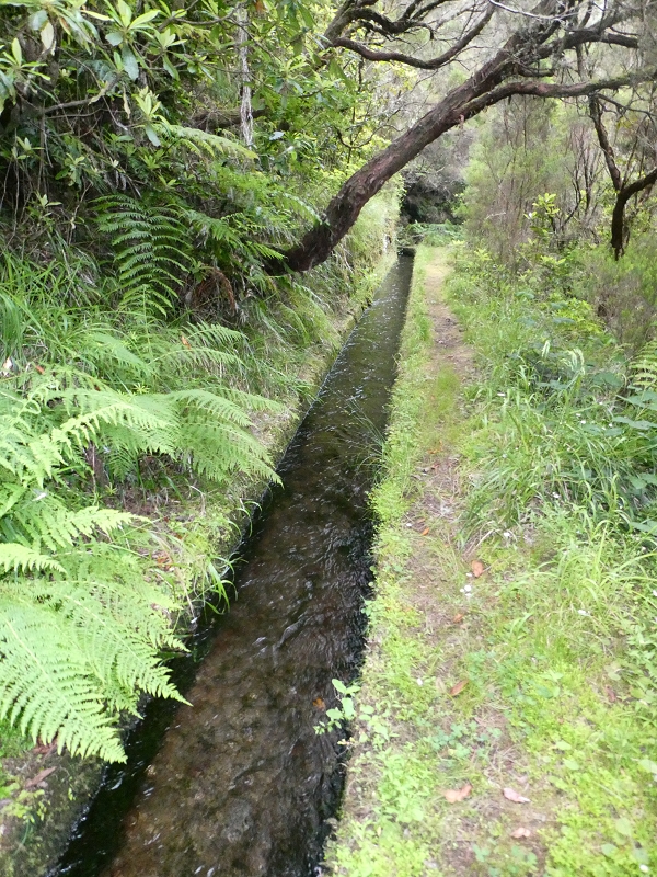 11 July 2018 From the Fanal road via Relvinha to the Levada do Seixal and ascent via the Levada do Norte to Paul da Serra — At the Ribeira do Seixal — photo 6