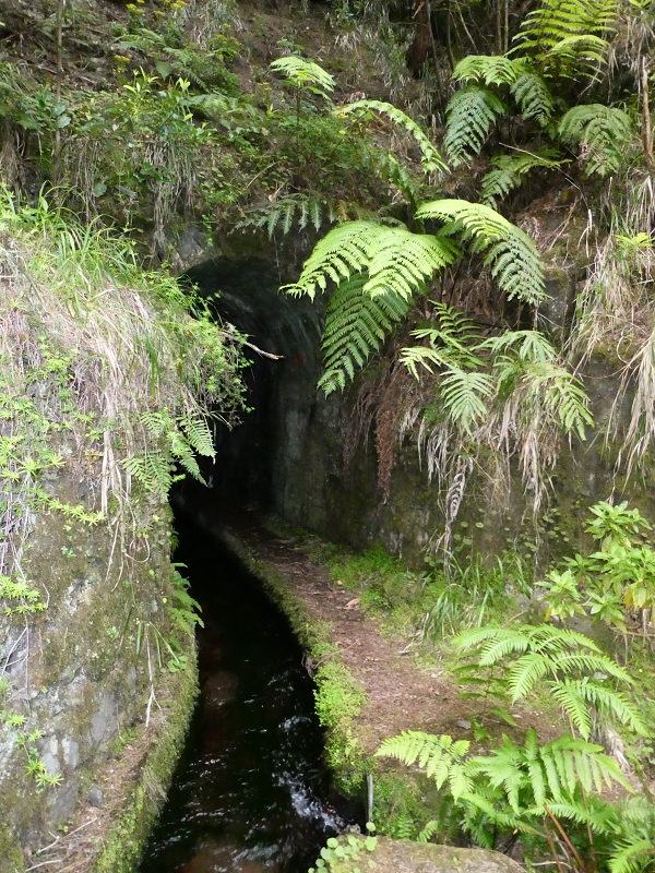 11 July 2018 From the Fanal road via Relvinha to the Levada do Seixal and ascent via the Levada do Norte to Paul da Serra — At the Ribeira do Seixal — photo 7