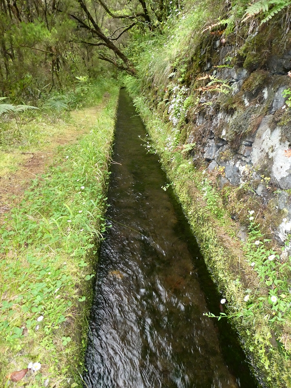 11 July 2018 From the Fanal road via Relvinha to the Levada do Seixal and ascent via the Levada do Norte to Paul da Serra — At the Ribeira do Seixal — photo 9