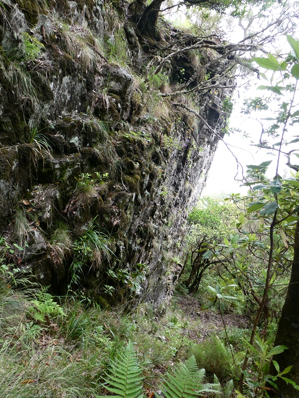 11 July 2018 From the Fanal road via Relvinha to the Levada do Seixal and ascent via the Levada do Norte to Paul da Serra — Relvinha descent — photo 5