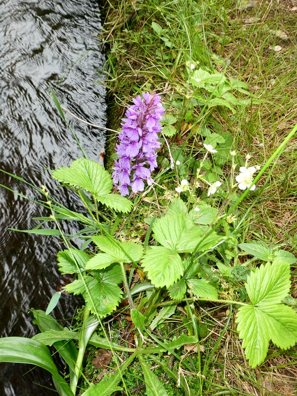 11 July 2018 From the Fanal road via Relvinha to the Levada do Seixal and ascent via the Levada do Norte to Paul da Serra — Across the Ribeira do Folhado — photo 2