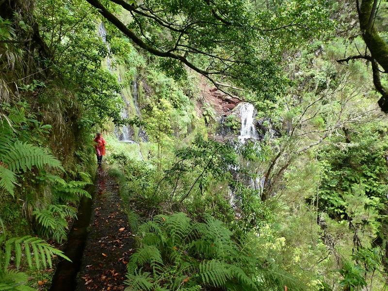 11 July 2018 From the Fanal road via Relvinha to the Levada do Seixal and ascent via the Levada do Norte to Paul da Serra — Across the Ribeira do Folhado — photo 14