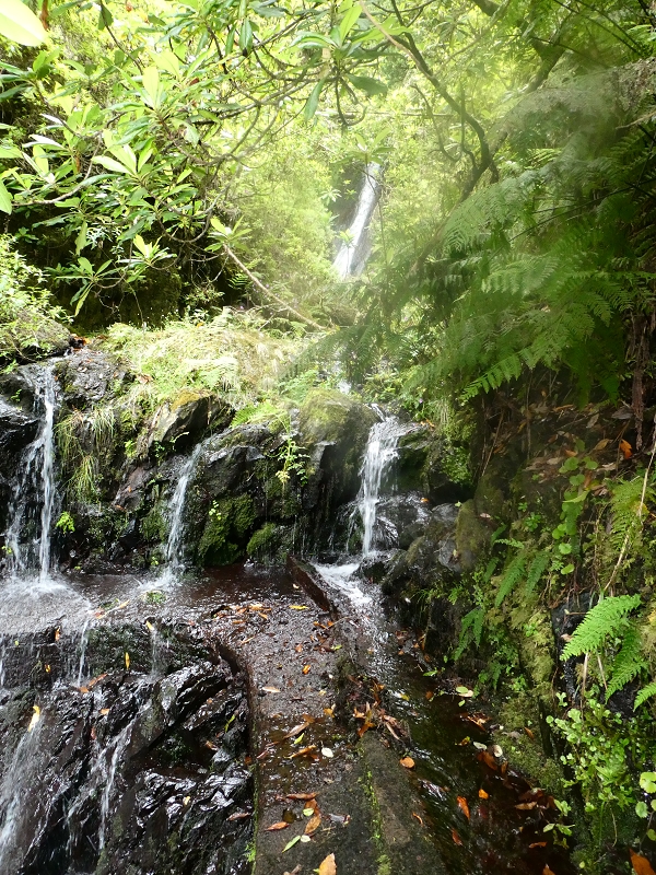Levada do Seixal — Die Madre — Foto 3