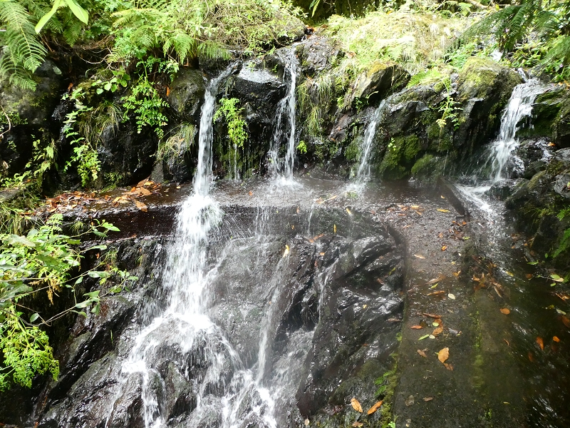 11 July 2018 From the Fanal road via Relvinha to the Levada do Seixal and ascent via the Levada do Norte to Paul da Serra — Madre of the Levada do Seixal — photo 2