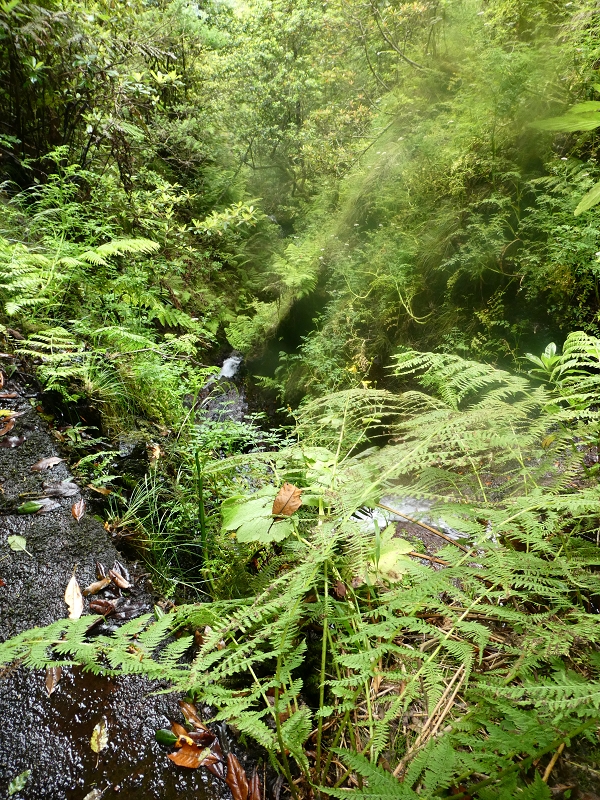 Levada do Seixal — Die Madre — Foto 2