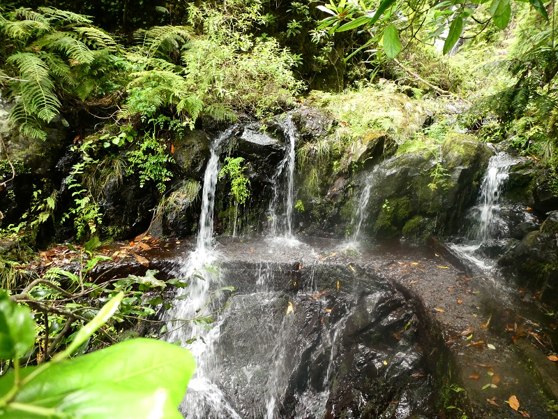11 July 2018 From the Fanal road via Relvinha to the Levada do Seixal and ascent via the Levada do Norte to Paul da Serra — Madre of the Levada do Seixal — photo 4