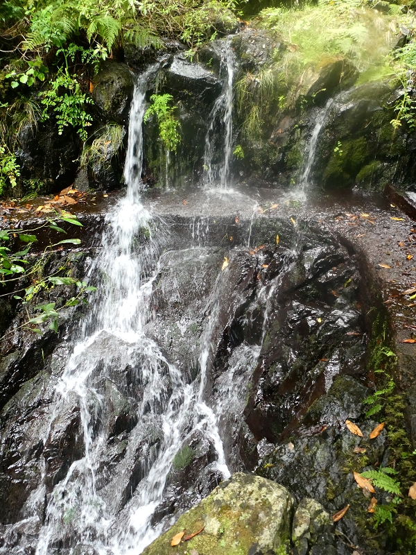 Levada do Seixal — Die Madre — Foto 4