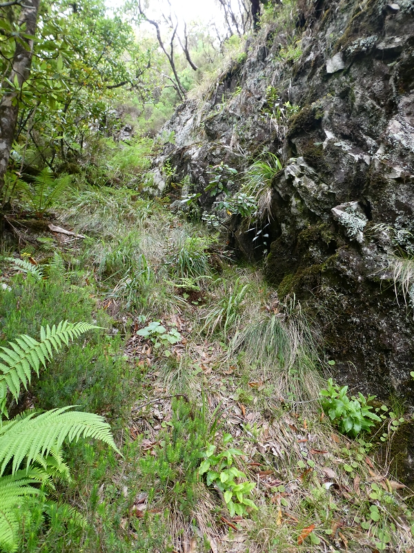 11 July 2018 From the Fanal road via Relvinha to the Levada do Seixal and ascent via the Levada do Norte to Paul da Serra — Relvinha descent — photo 7