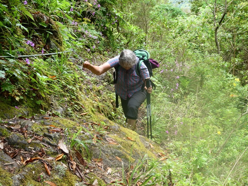 11 July 2018 From the Fanal road via Relvinha to the Levada do Seixal and ascent via the Levada do Norte to Paul da Serra — Back to the ascent path and on the Lombo das Barbinhas to the Levada do Norte — photo 3