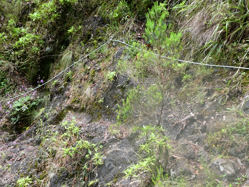 11 July 2018 From the Fanal road via Relvinha to the Levada do Seixal and ascent via the Levada do Norte to Paul da Serra — Back to the ascent path and on the Lombo das Barbinhas to the Levada do Norte — photo 4
