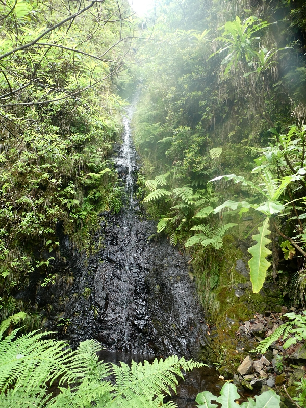 11 July 2018 From the Fanal road via Relvinha to the Levada do Seixal and ascent via the Levada do Norte to Paul da Serra — Back to the ascent path and on the Lombo das Barbinhas to the Levada do Norte — photo 5