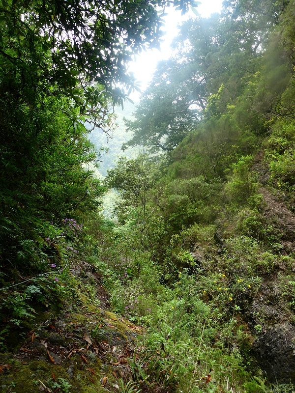 11 July 2018 From the Fanal road via Relvinha to the Levada do Seixal and ascent via the Levada do Norte to Paul da Serra — Back to the ascent path and on the Lombo das Barbinhas to the Levada do Norte — photo 6