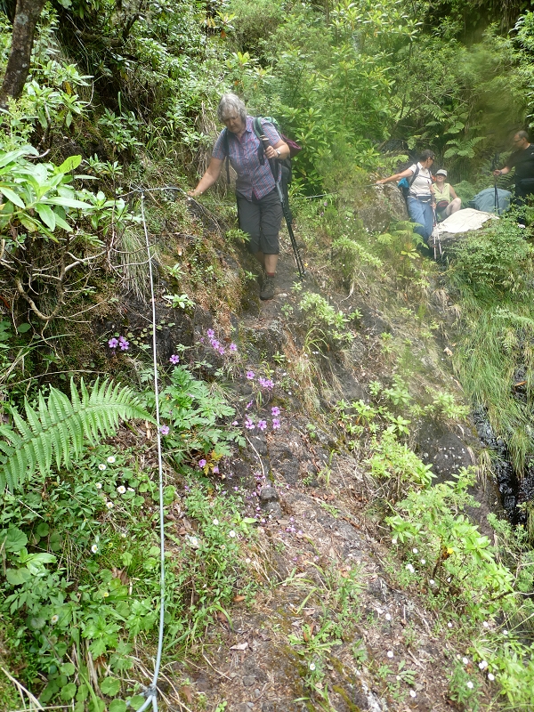 11 July 2018 From the Fanal road via Relvinha to the Levada do Seixal and ascent via the Levada do Norte to Paul da Serra — Back to the ascent path and on the Lombo das Barbinhas to the Levada do Norte — photo 7
