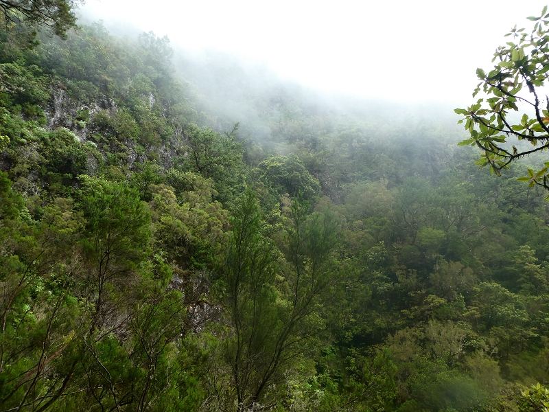11 July 2018 From the Fanal road via Relvinha to the Levada do Seixal and ascent via the Levada do Norte to Paul da Serra — Back to the ascent path and on the Lombo das Barbinhas to the Levada do Norte — photo 8