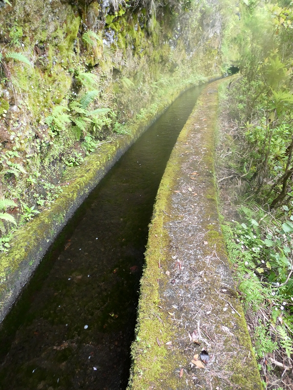 11 July 2018 From the Fanal road via Relvinha to the Levada do Seixal and ascent via the Levada do Norte to Paul da Serra — Back to the ascent path and on the Lombo das Barbinhas to the Levada do Norte — photo 9