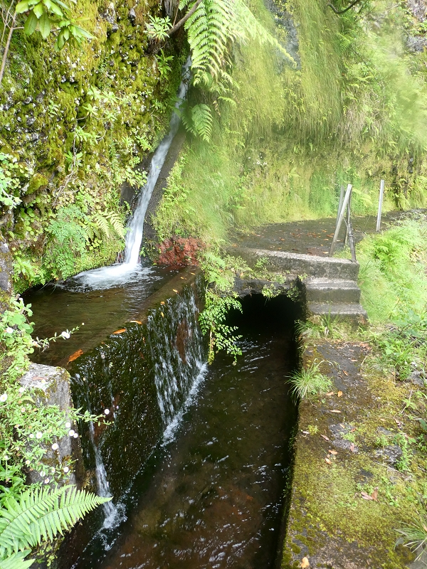 11 July 2018 From the Fanal road via Relvinha to the Levada do Seixal and ascent via the Levada do Norte to Paul da Serra — To the Madre of the Levada do Norte and back — photo 2