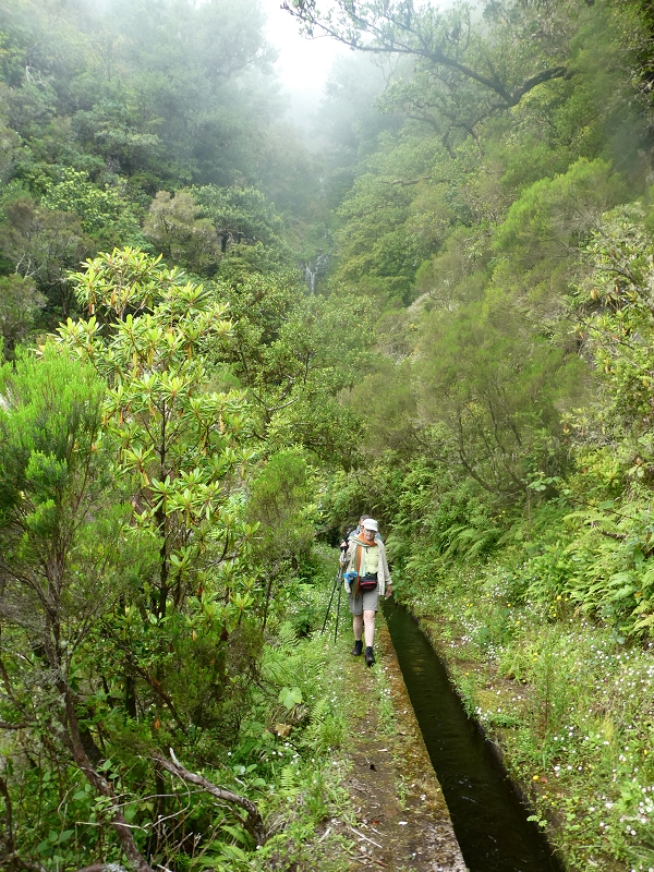11 July 2018 From the Fanal road via Relvinha to the Levada do Seixal and ascent via the Levada do Norte to Paul da Serra — To the Madre of the Levada do Norte and back — photo 3