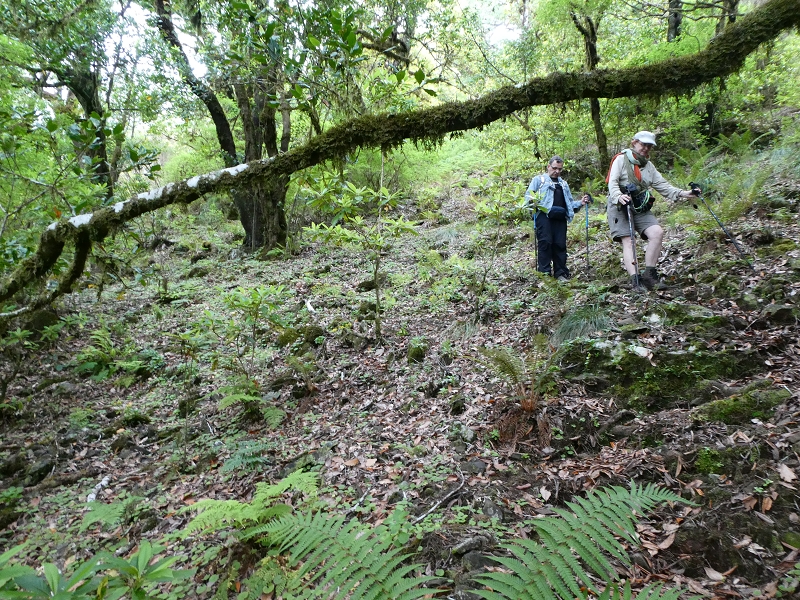 11 July 2018 From the Fanal road via Relvinha to the Levada do Seixal and ascent via the Levada do Norte to Paul da Serra — Relvinha descent — photo 8