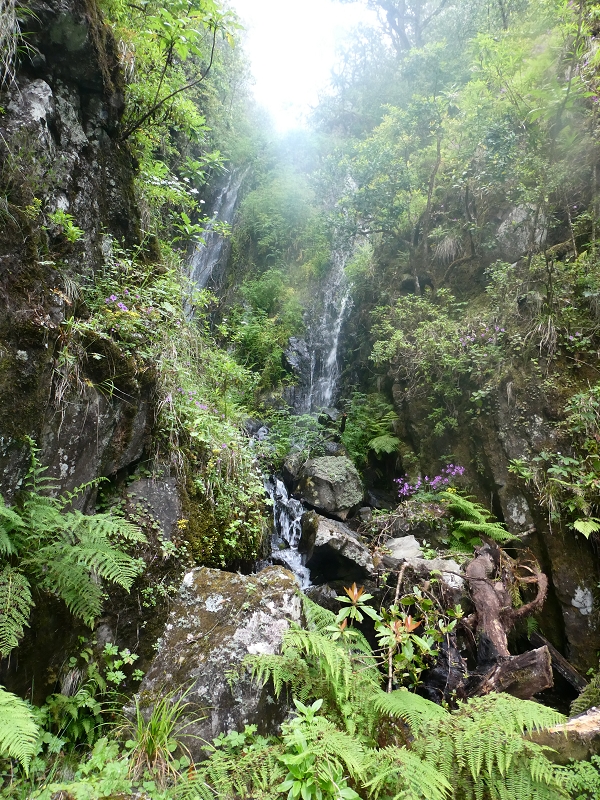 11 July 2018 From the Fanal road via Relvinha to the Levada do Seixal and ascent via the Levada do Norte to Paul da Serra — To the Madre of the Levada do Norte and back — photo 4