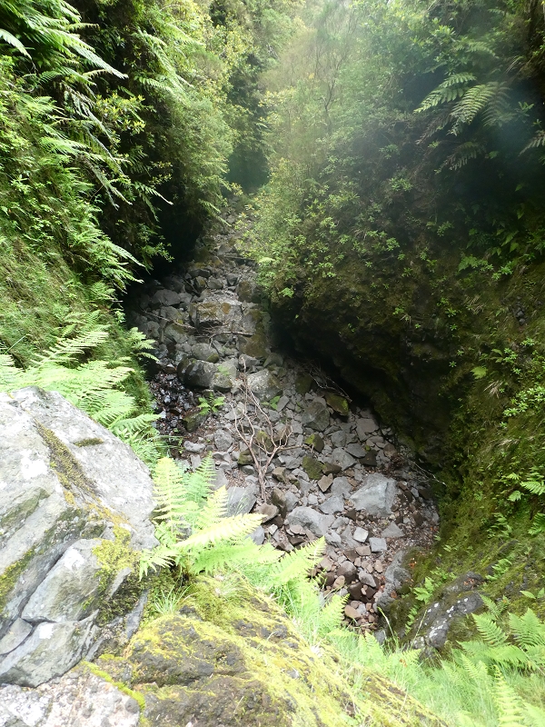 11 July 2018 From the Fanal road via Relvinha to the Levada do Seixal and ascent via the Levada do Norte to Paul da Serra — To the Madre of the Levada do Norte and back — photo 10