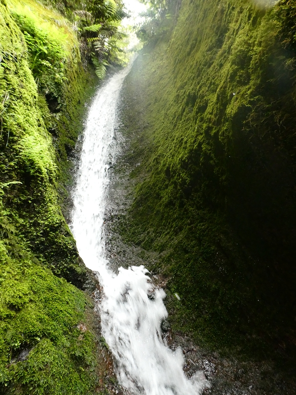 11 July 2018 From the Fanal road via Relvinha to the Levada do Seixal and ascent via the Levada do Norte to Paul da Serra — To the Madre of the Levada do Norte and back — photo 11