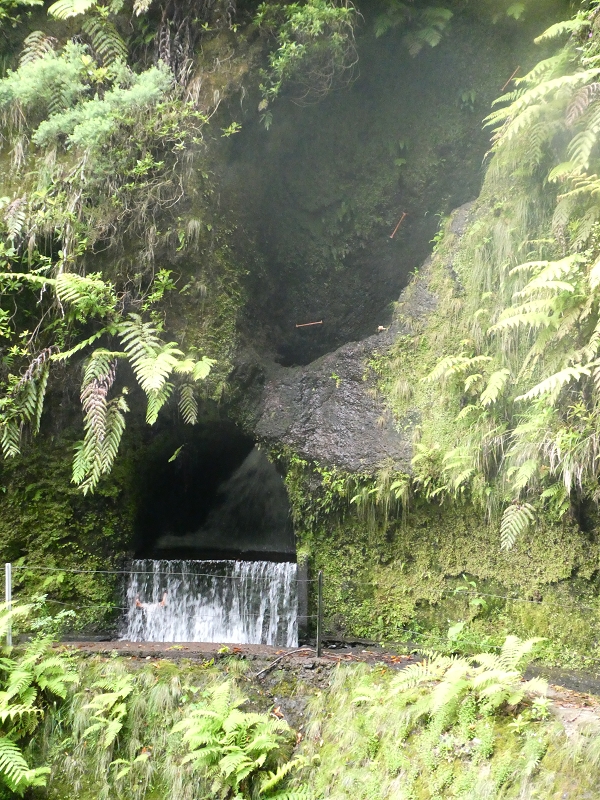 11 July 2018 From the Fanal road via Relvinha to the Levada do Seixal and ascent via the Levada do Norte to Paul da Serra — To the Madre of the Levada do Norte and back — photo 12