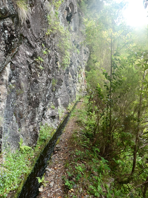 11 July 2018 From the Fanal road via Relvinha to the Levada do Seixal and ascent via the Levada do Norte to Paul da Serra — To the Madre of the Levada do Norte and back — photo 13