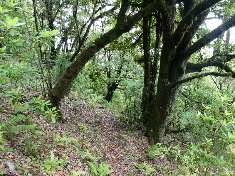 11 July 2018 From the Fanal road via Relvinha to the Levada do Seixal and ascent via the Levada do Norte to Paul da Serra — Relvinha descent — photo 9