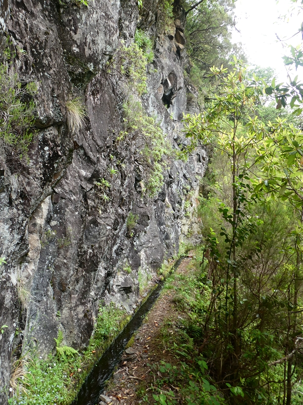 11 July 2018 From the Fanal road via Relvinha to the Levada do Seixal and ascent via the Levada do Norte to Paul da Serra — To the Madre of the Levada do Norte and back — photo 14