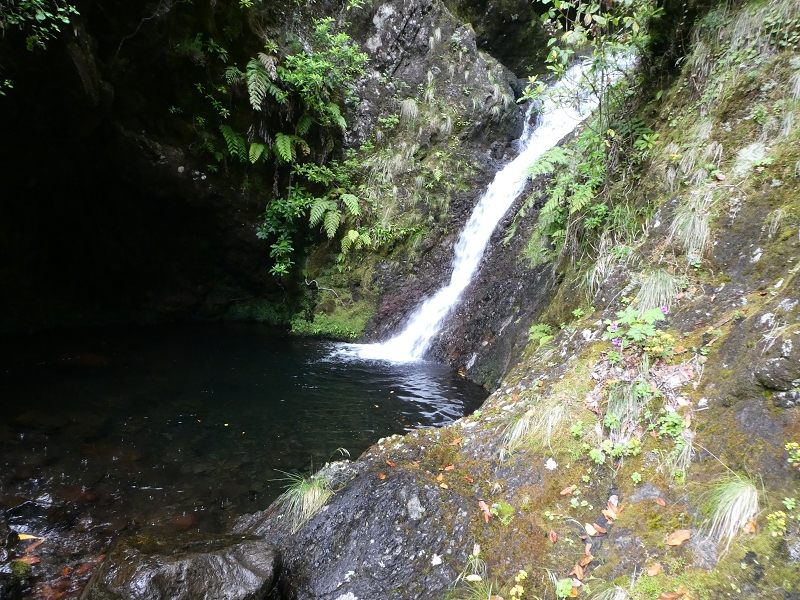 11 July 2018 From the Fanal road via Relvinha to the Levada do Seixal and ascent via the Levada do Norte to Paul da Serra — To the Madre of the Levada do Norte and back — photo 17