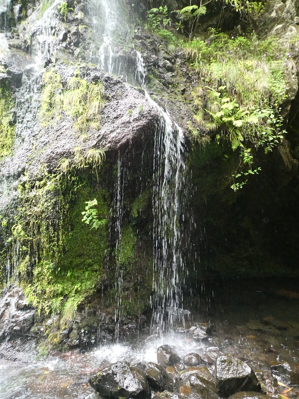 11 July 2018 From the Fanal road via Relvinha to the Levada do Seixal and ascent via the Levada do Norte to Paul da Serra — To the Madre of the Levada do Norte and back — photo 18
