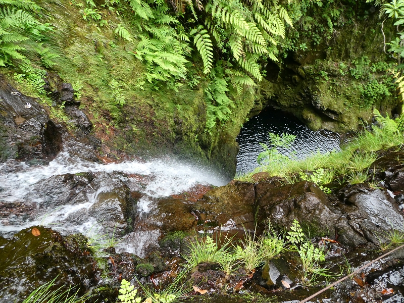 11 July 2018 From the Fanal road via Relvinha to the Levada do Seixal and ascent via the Levada do Norte to Paul da Serra — To the Madre of the Levada do Norte and back — photo 20
