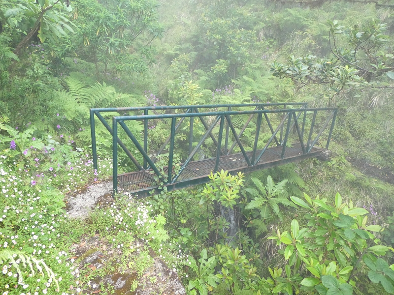 11 July 2018 From the Fanal road via Relvinha to the Levada do Seixal and ascent via the Levada do Norte to Paul da Serra — Ascent to Paul da Serra — photo 1