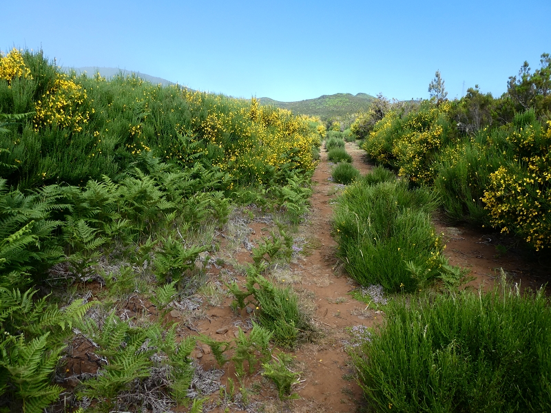 11 July 2018 From the Fanal road via Relvinha to the Levada do Seixal and ascent via the Levada do Norte to Paul da Serra — Ascent to Paul da Serra — photo 3