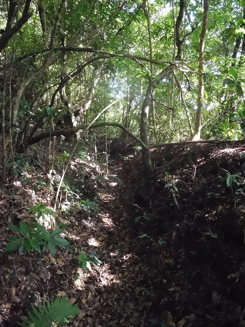 11 August 2015 Levada do Plaino Velho and descent to the Levada da Faja do Rodrigues — From Achada do Loural to the Levada do Plaino Velho — photo 11