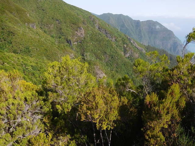11 August 2015 Levada do Plaino Velho and descent to the Levada da Faja do Rodrigues — From Achada do Loural to the Levada do Plaino Velho — photo 23