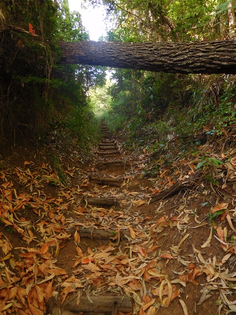 11 August 2015 Levada do Plaino Velho and descent to the Levada da Faja do Rodrigues — From Achada do Loural to the Levada do Plaino Velho — photo 3