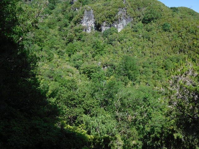 11 August 2015 Levada do Plaino Velho and descent to the Levada da Faja do Rodrigues — On the Levada do Plaino Velho — photo 7