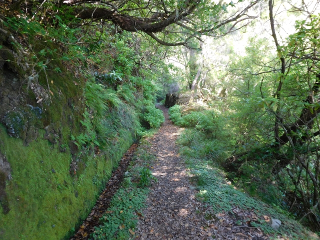 11 August 2015 Levada do Plaino Velho and descent to the Levada da Faja do Rodrigues — On the Levada do Plaino Velho — photo 8
