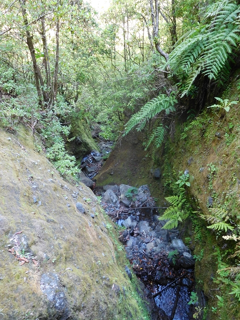 11 August 2015 Levada do Plaino Velho and descent to the Levada da Faja do Rodrigues — On the Levada do Plaino Velho — photo 11