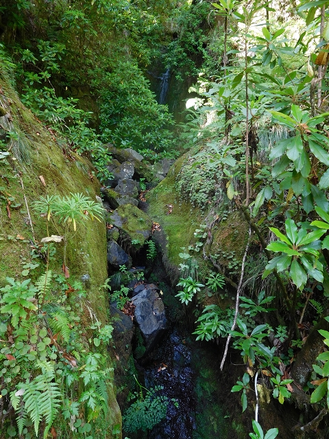 11 August 2015 Levada do Plaino Velho and descent to the Levada da Faja do Rodrigues — On the Levada do Plaino Velho — photo 12