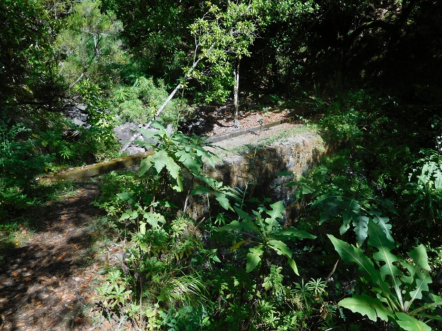11 August 2015 Levada do Plaino Velho and descent to the Levada da Faja do Rodrigues — On the Levada do Plaino Velho — photo 13